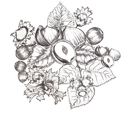 haselnuss_central